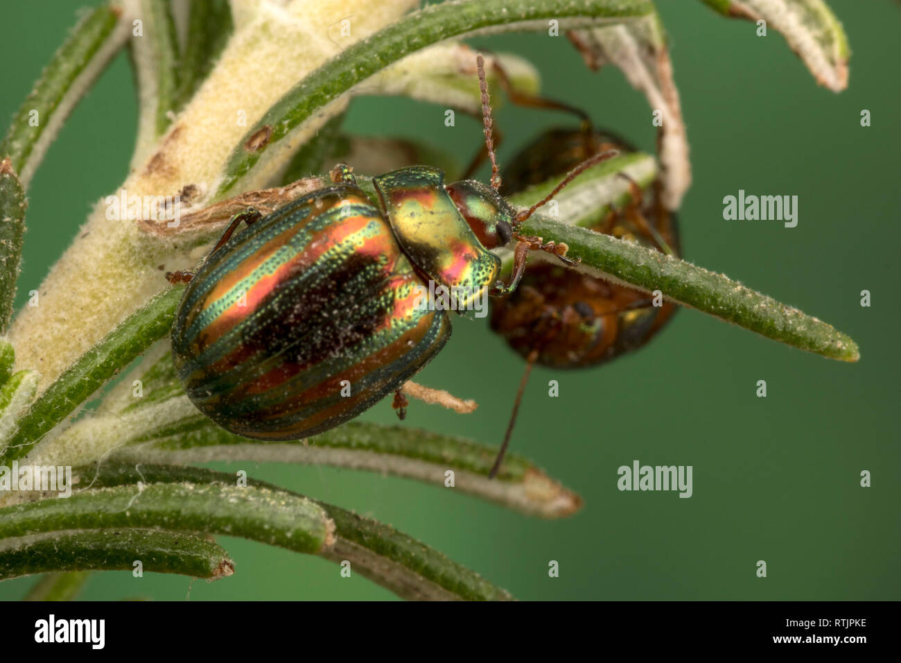 Rosemary Escarabajo (Chrysolina americana) en la planta de romero Foto de stock