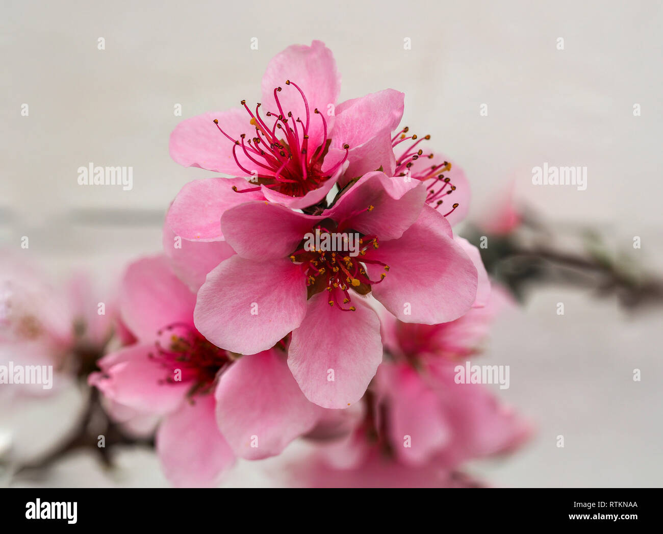 Flor de durazno fotografías e imágenes de alta resolución - Alamy