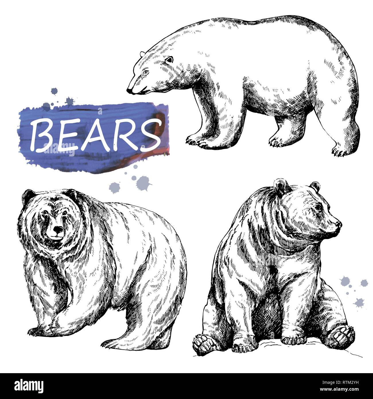 Conjunto de estilo boceto dibujados a mano osos aislado sobre fondo blanco. Ilustración vectorial. Ilustración del Vector