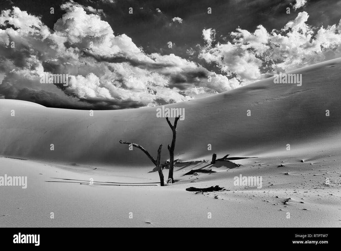 Secado inertes a los troncos de los árboles que sobresalen de la arena contra enormes dunas de arena caliente bajo contraste en escala de grises el cielo en un día soleado de verano en Australian Stockton b Foto de stock