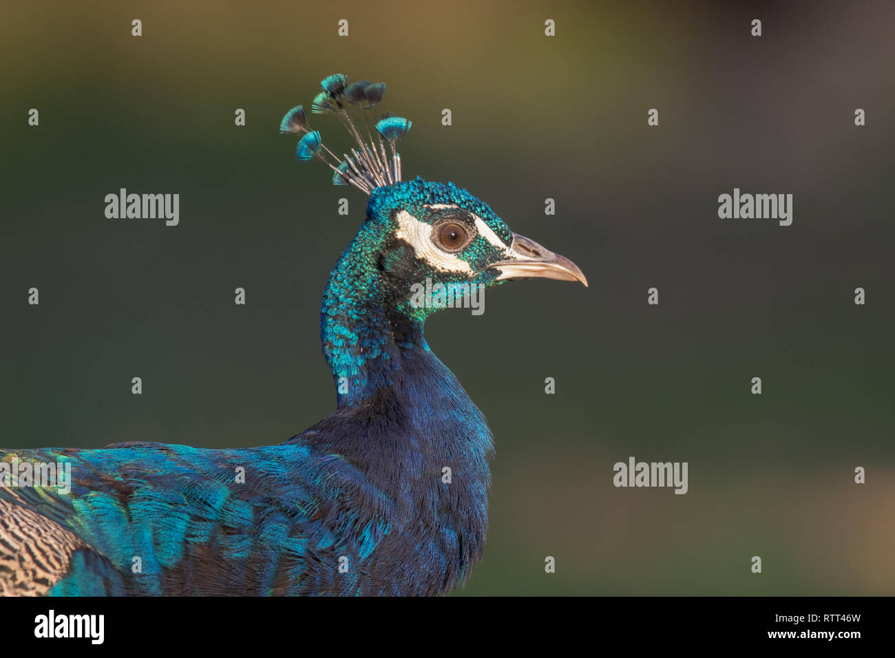Blue peafowl (Pavo cristatus) Foto de stock