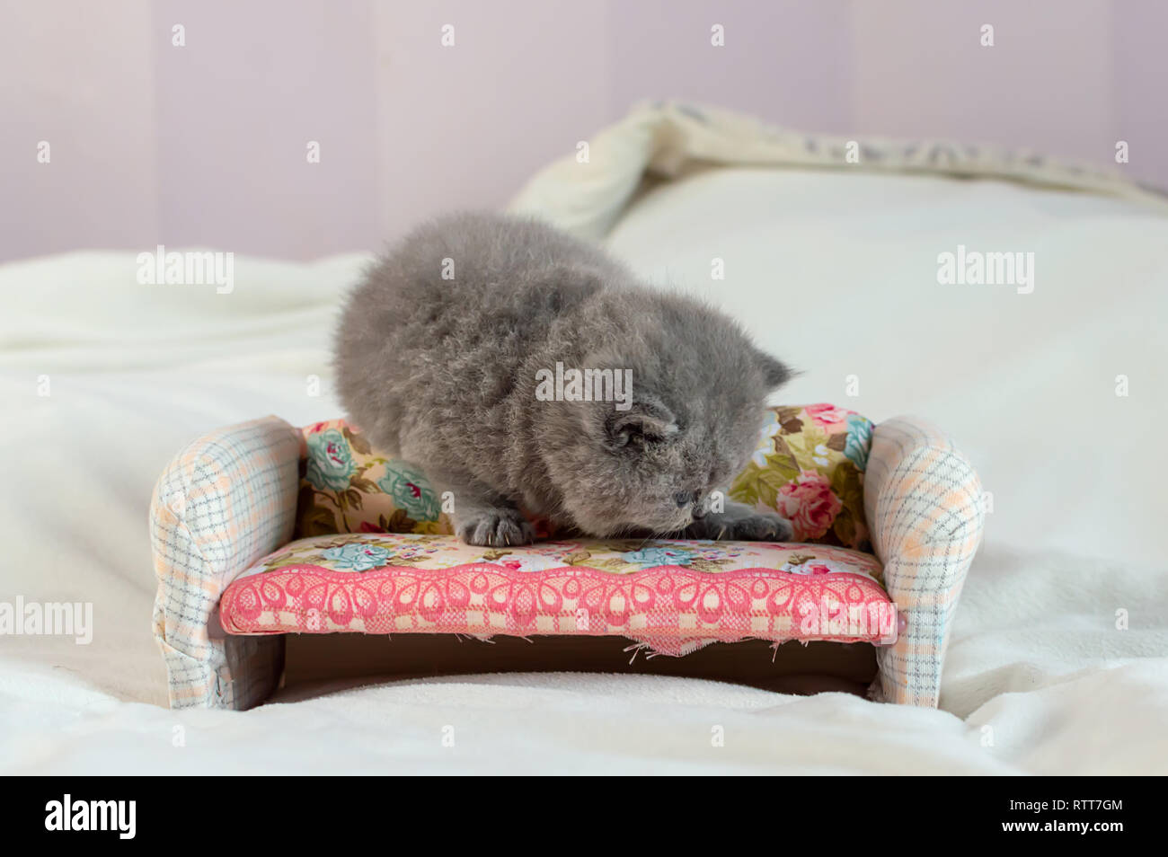 Pequeño gatito juega igrushechno sofá, un retrato de un gatito gris, el enfoque selectivo Foto de stock