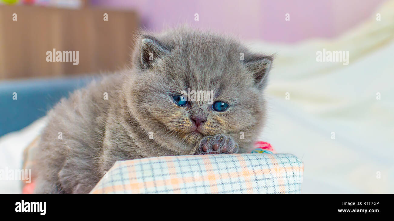 Pequeño gatito juega igrushechno sofá, un retrato de un gatito gris, el enfoque selectivo Foto de stock