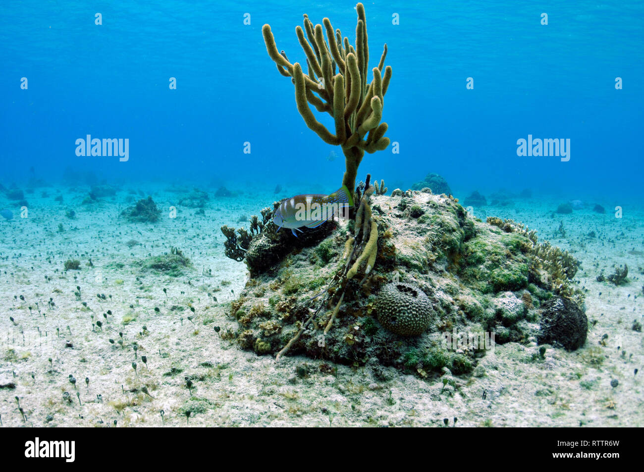 Arrecifes de coral sanos en Cozumel, México, el Caribe Foto de stock