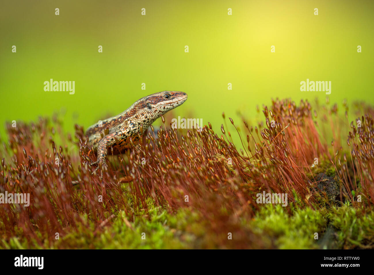 El lagarto común o ovíparos Zootoca vivipara en República Checa Foto de stock