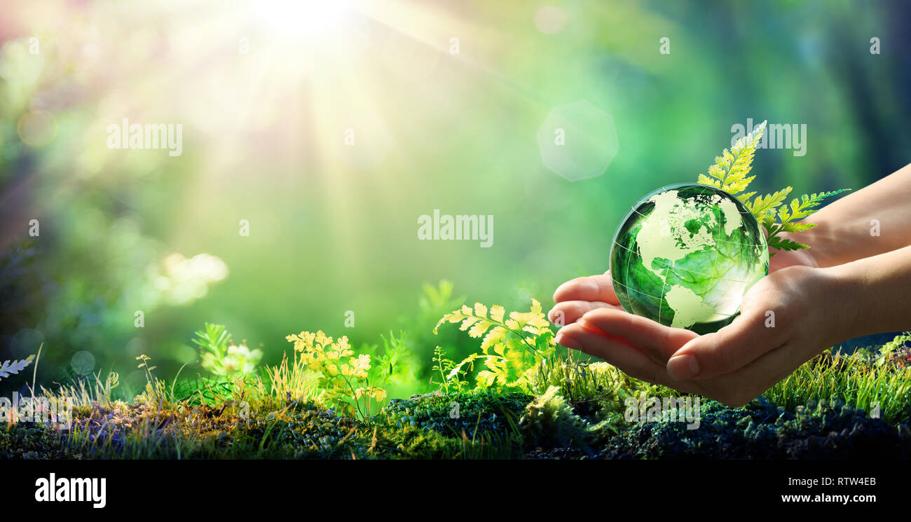 Manos sosteniendo Globo de Cristal en verde bosque - Concepto de entorno Foto de stock