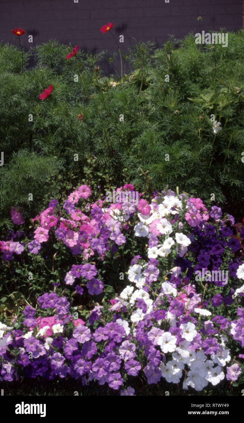 Cama del jardín de violeta, rosa y blanco PETUNIA Flores con el cosmos que crece en el fondo. Nueva Gales del Sur, Australia. Foto de stock