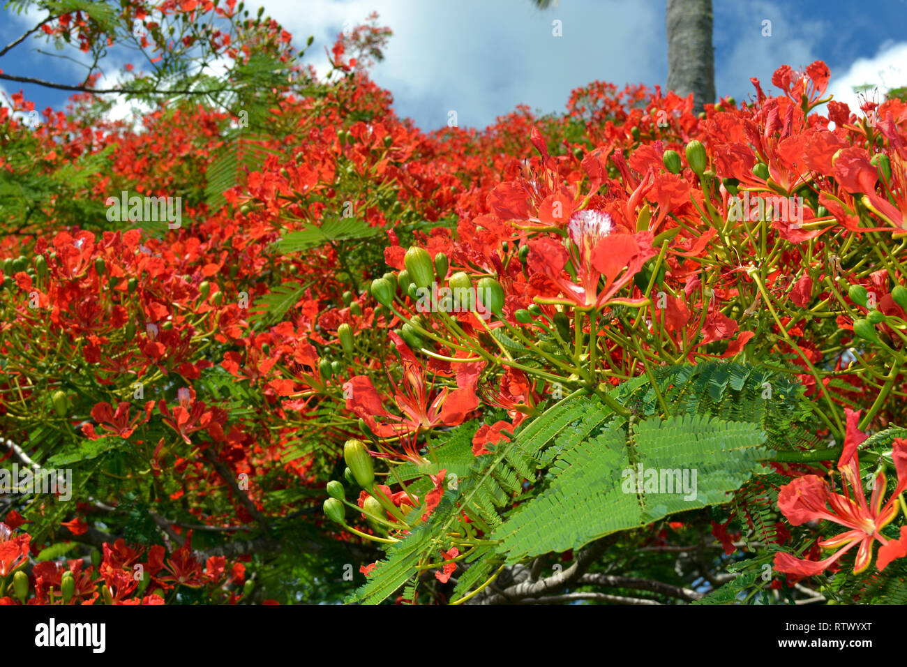 Árbol en flor roja de Royal Poinciana, Delonix regia, Parque Nacional de las dunas de arena de Sigatoka, Viti Levu, Fiyi Foto de stock