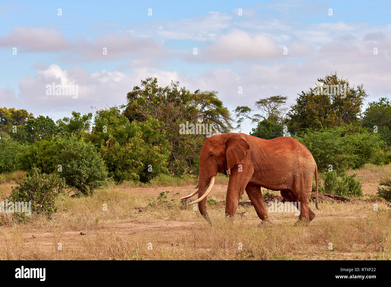 Una manada de elefantes es salvaje y golpeando en safari en Kenia - África. Árboles y hierba. Foto de stock