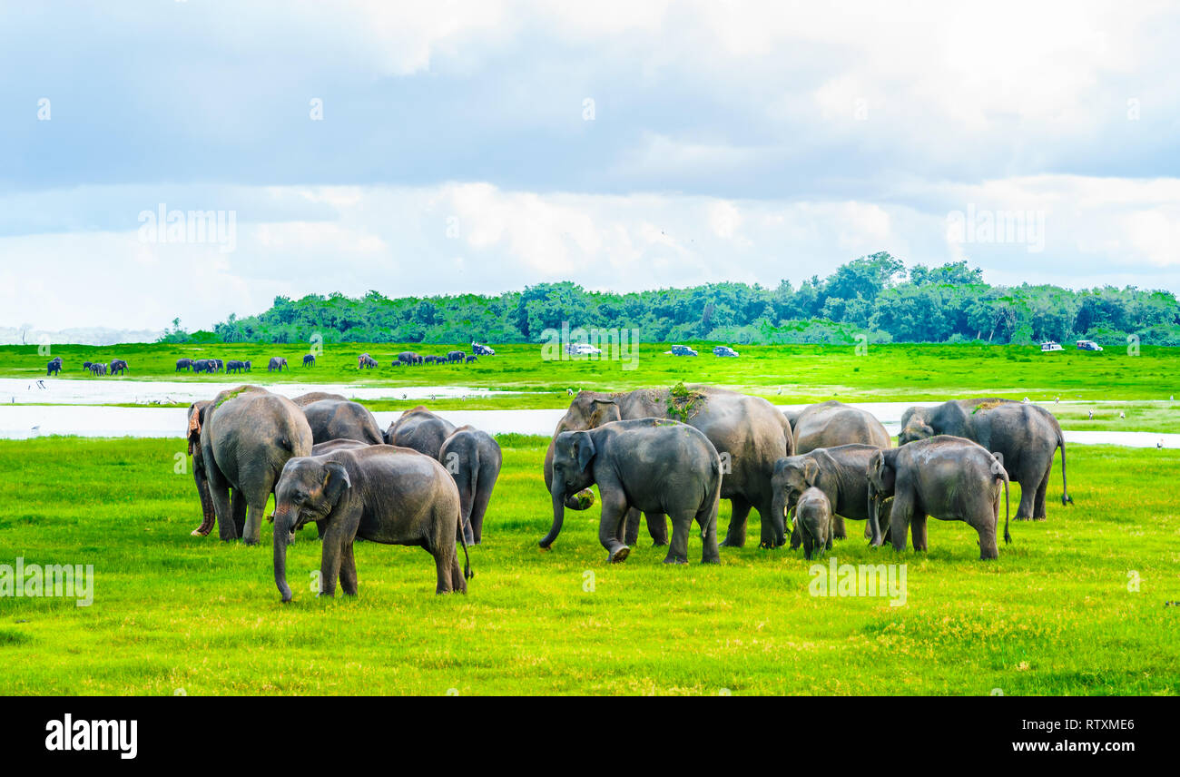 En vista de la manada de elefantes en el parque nacional de Kaudulla, Sri Lanka Foto de stock