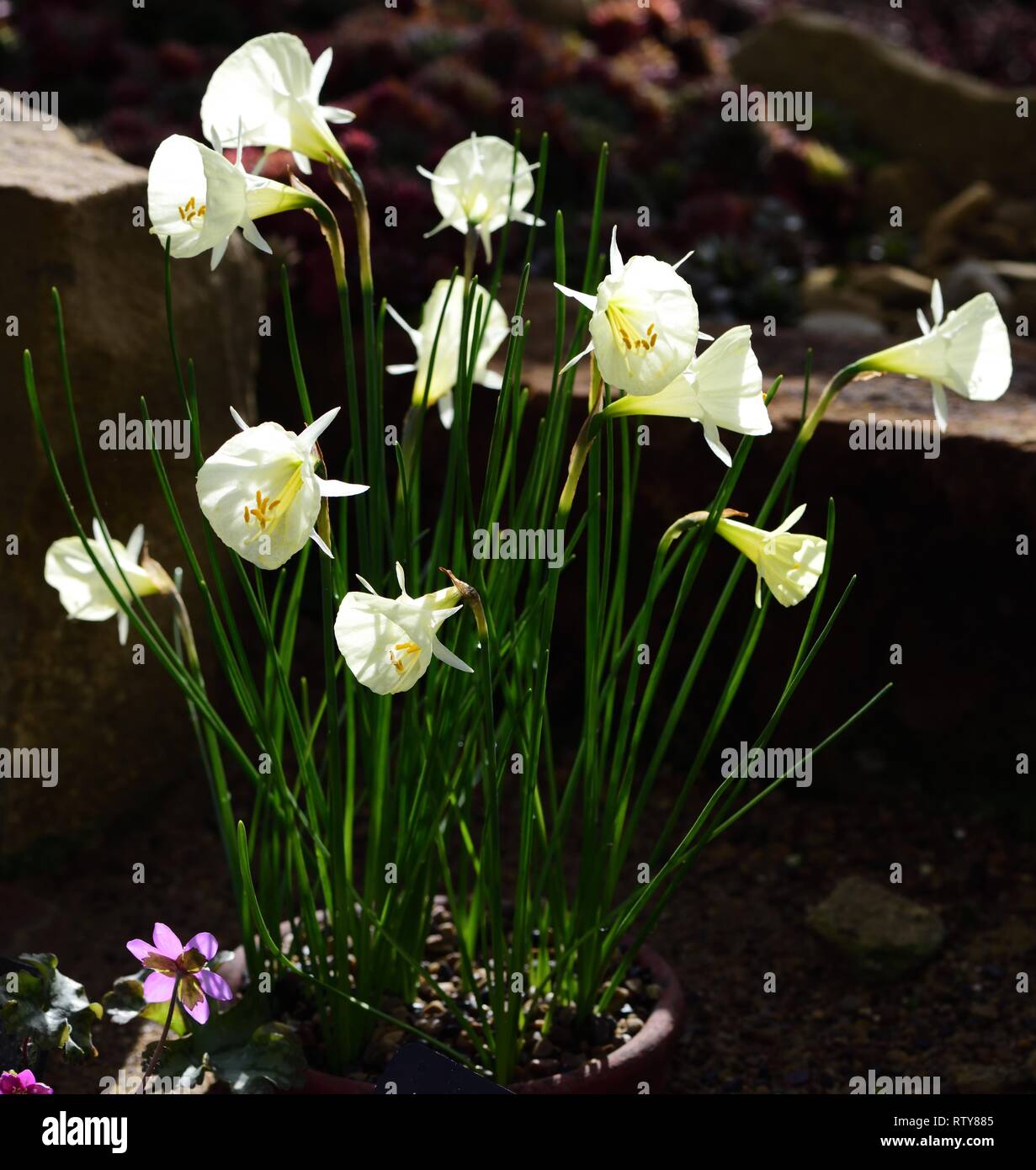 Un cúmulo de Narciso Spoirot Foto de stock