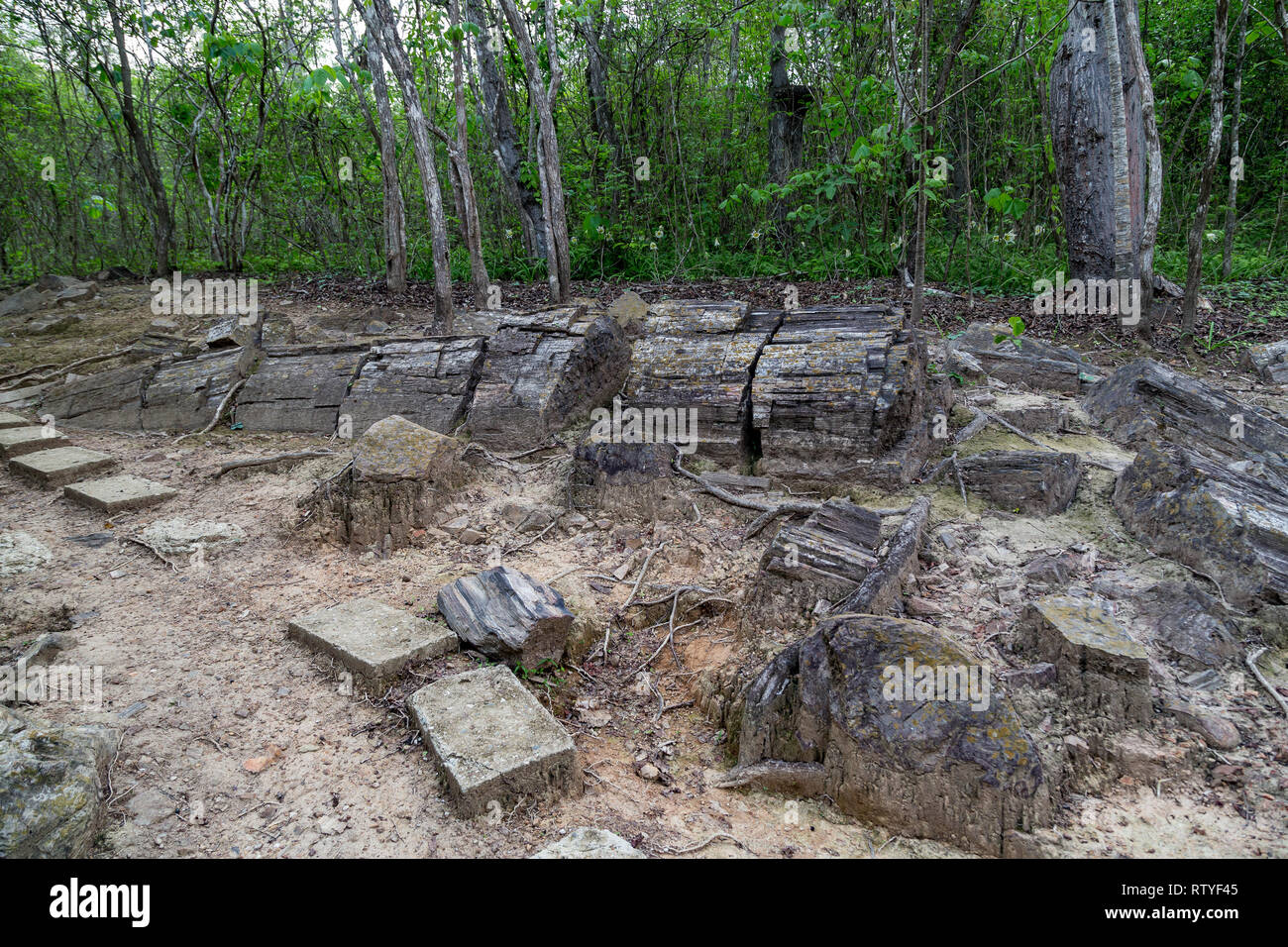 Troncos Fosilizados En El Bosque Petrificado De Puyango En El Sur De Ecuador Fotografia De Stock Alamy
