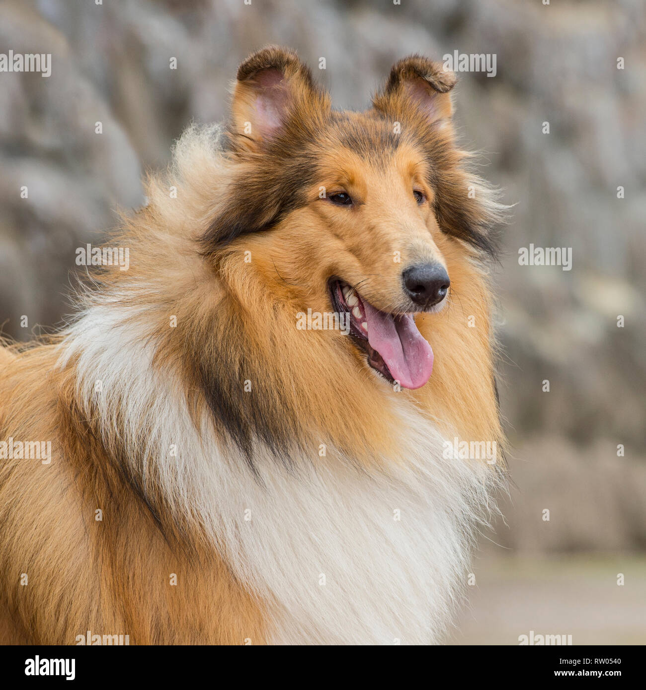 Perro Lassie Fotos e Imágenes de stock - Alamy