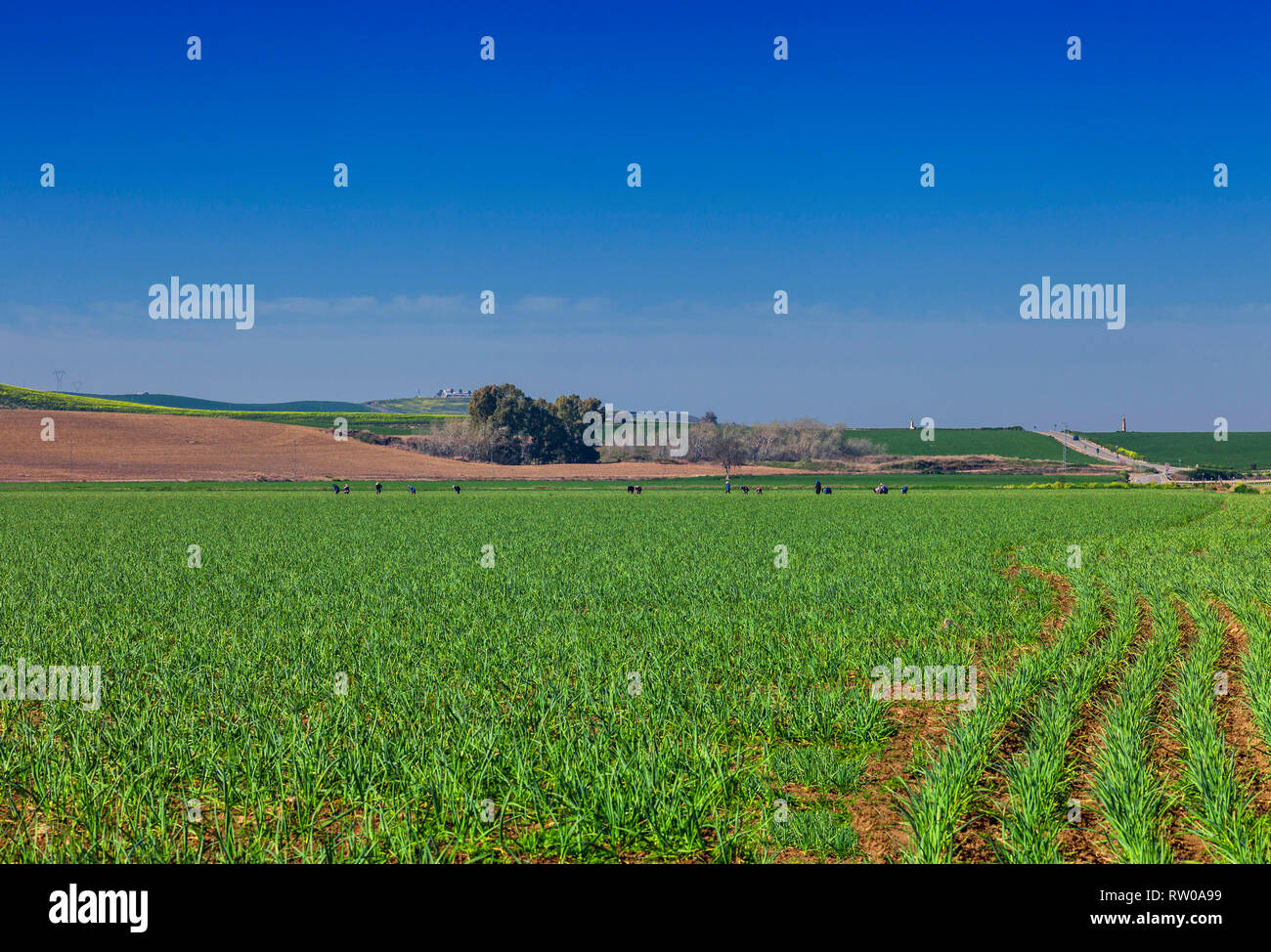 A comienzos de la primavera con una línea de jornaleros tendiendo cosechas en los campos cerca de Córdoba, Andalucía, España. Foto de stock