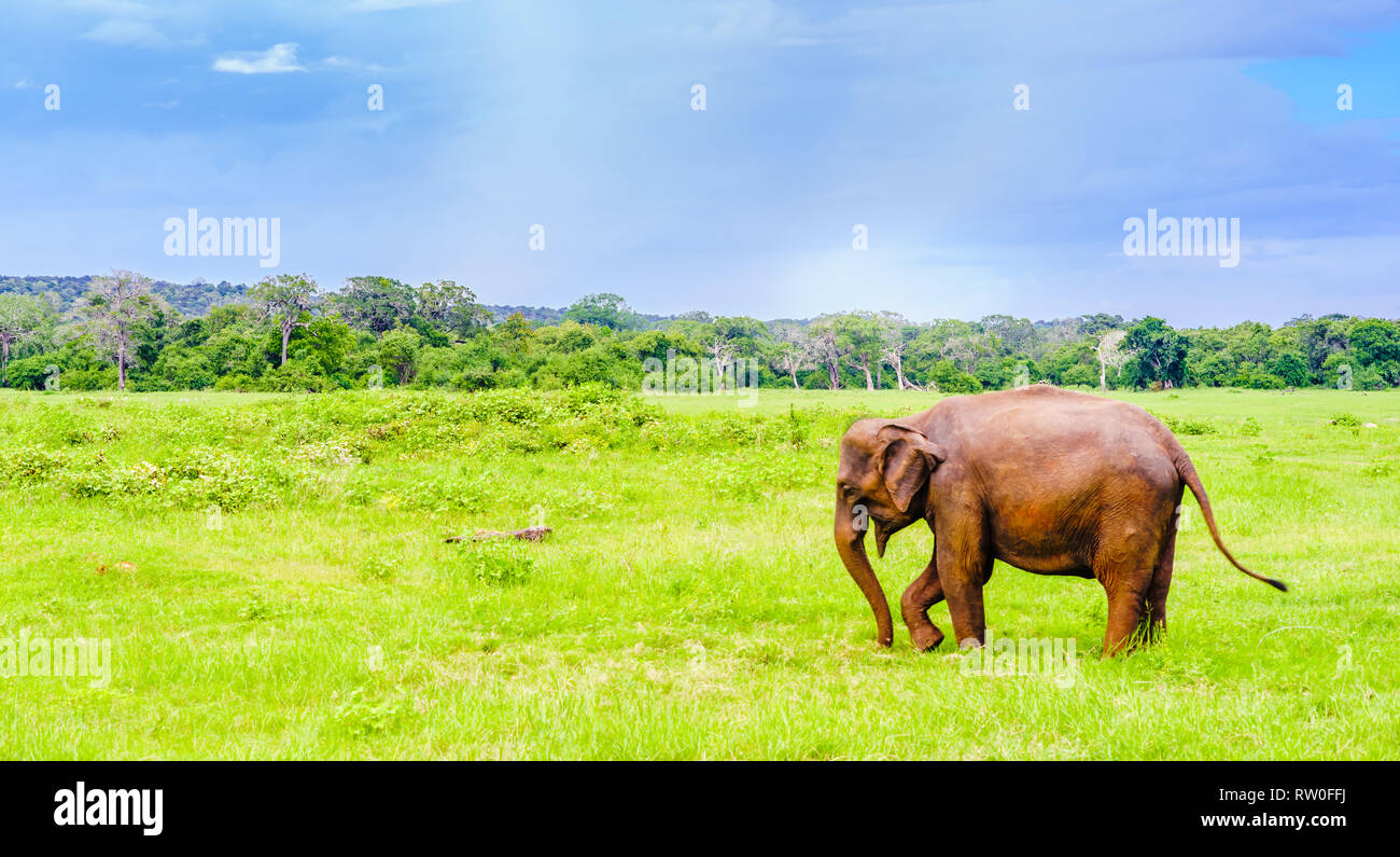 Vista de elefante en el parque nacional de Kaudulla, Sri Lanka Foto de stock