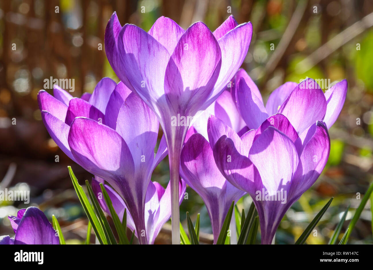 CROCUS flores en el jardín de cerca. Foto de stock