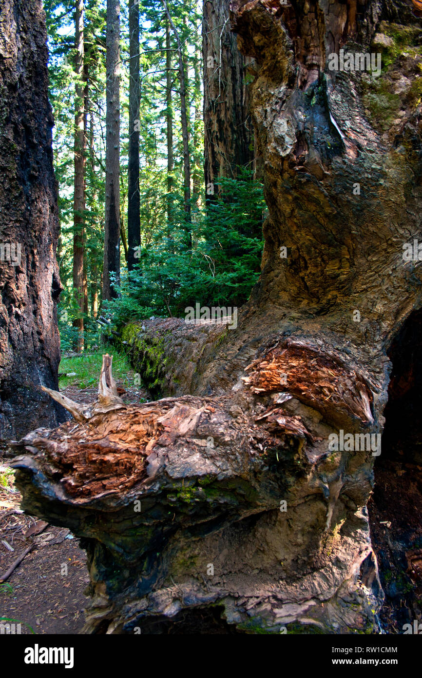 Tronco en forma divertida Muir Woods, California Foto de stock
