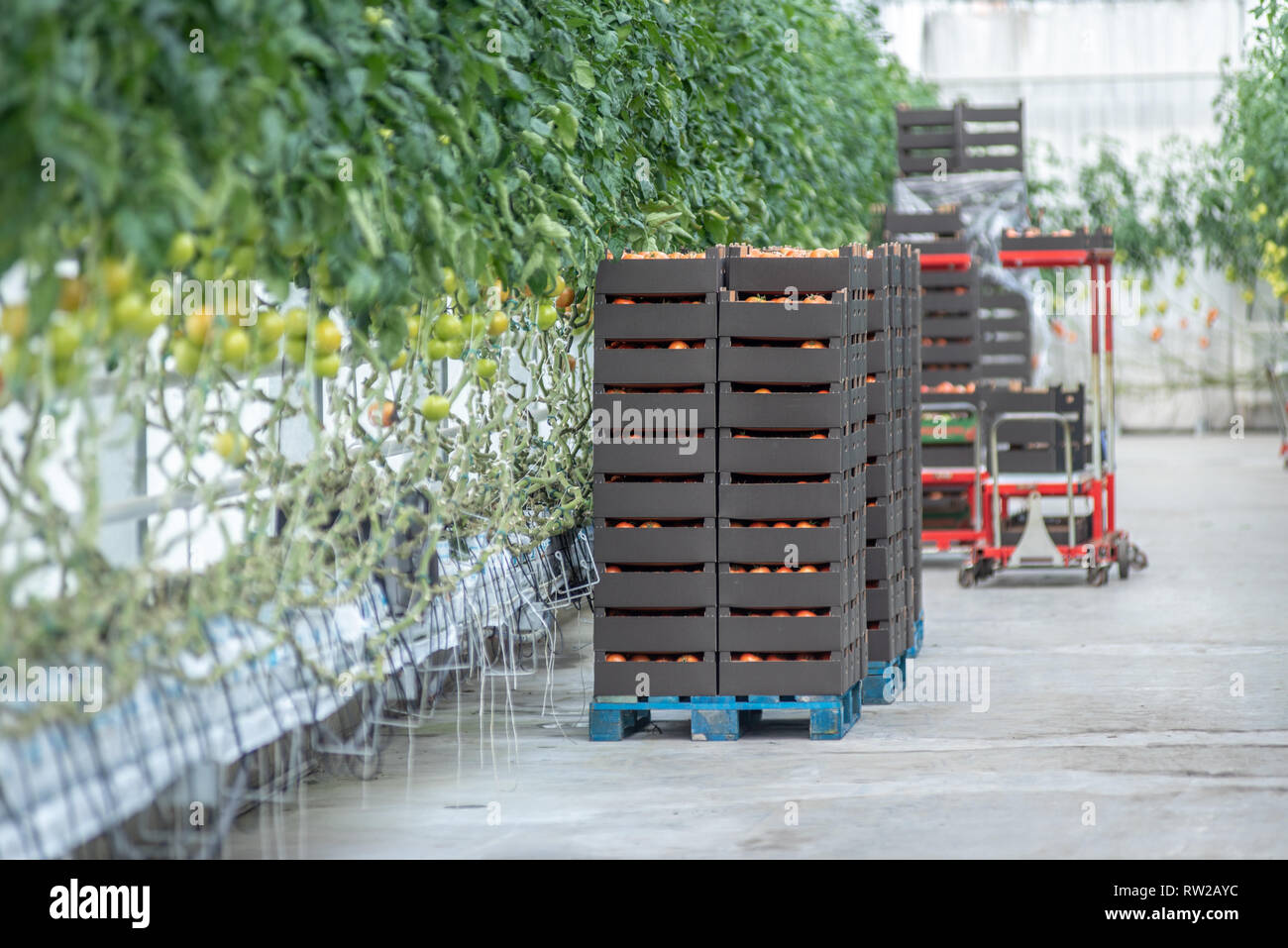 Apilar las cajas de tomates cosechados sentarse junto a la fila de hydroponically creciente tomates en invernadero, Kutno, Voivodato de Łódź, Polonia Foto de stock