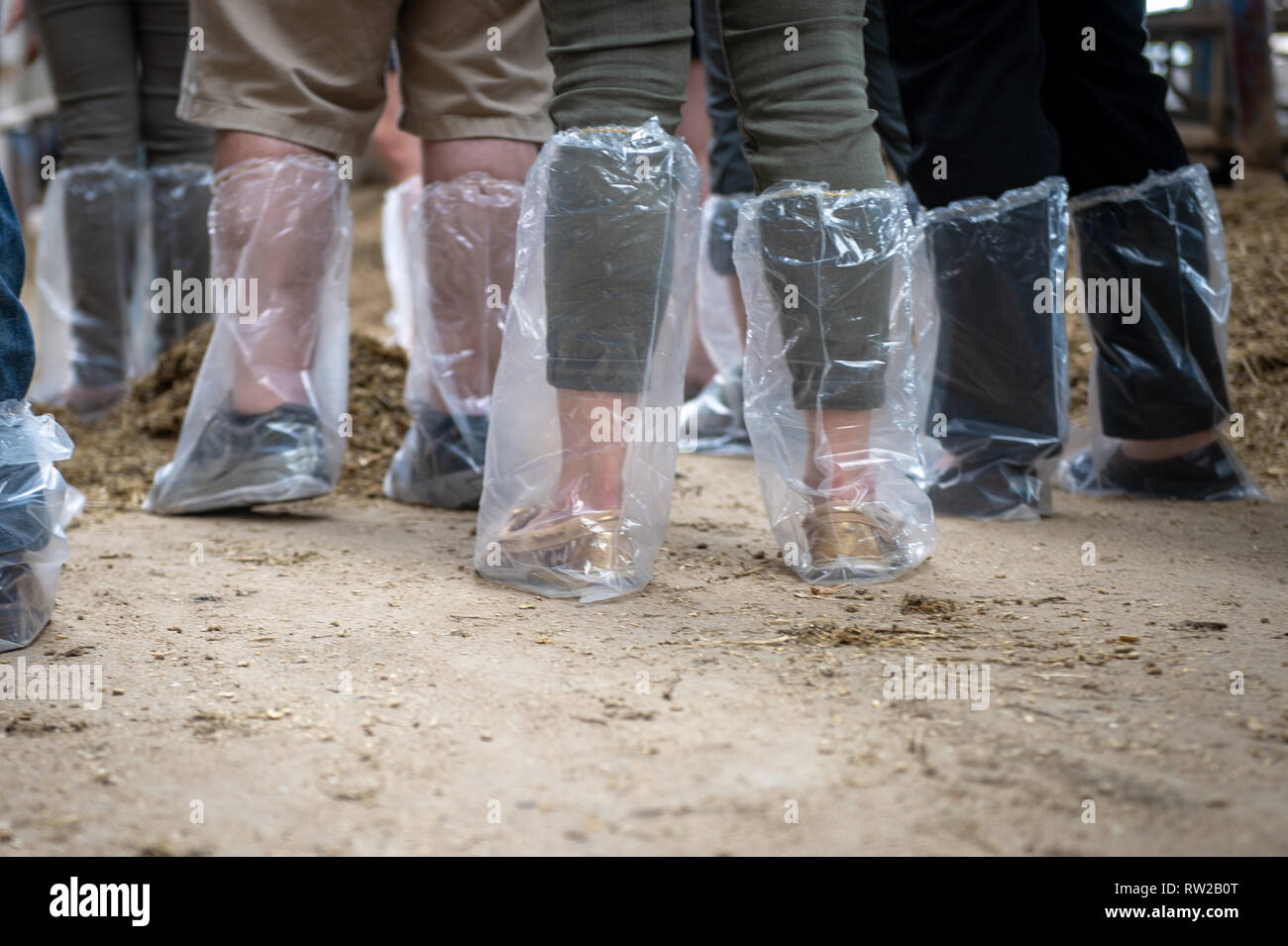 Las personas que llevaban bolsas de plástico de protección sobre sus pies  mientras caminan a través de una granja lechera -Sławkowo,  Kuyavian-Pomeranian voivodato, Polonia Fotografía de stock - Alamy