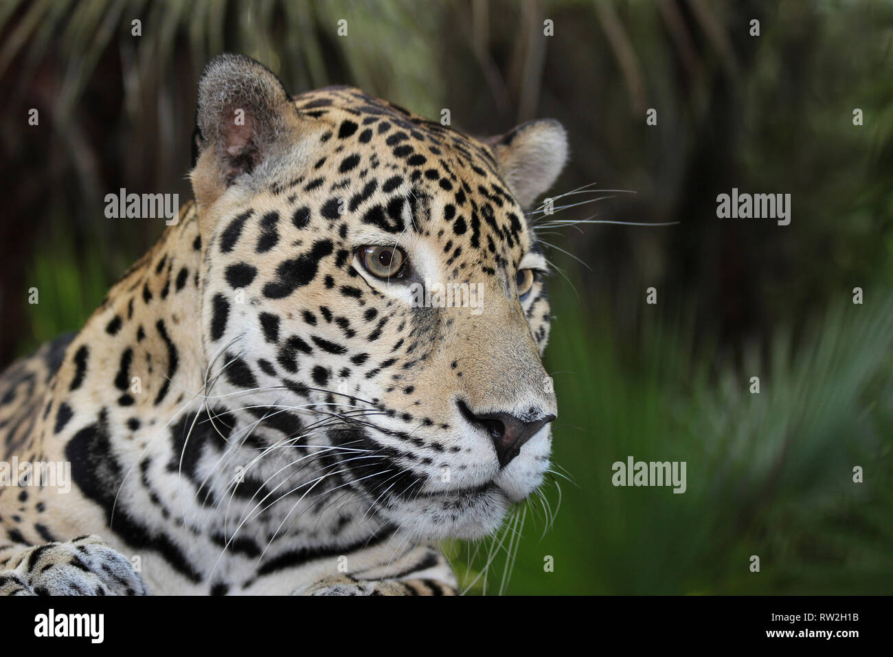 Jaguar Panthera onca Belice Foto de stock