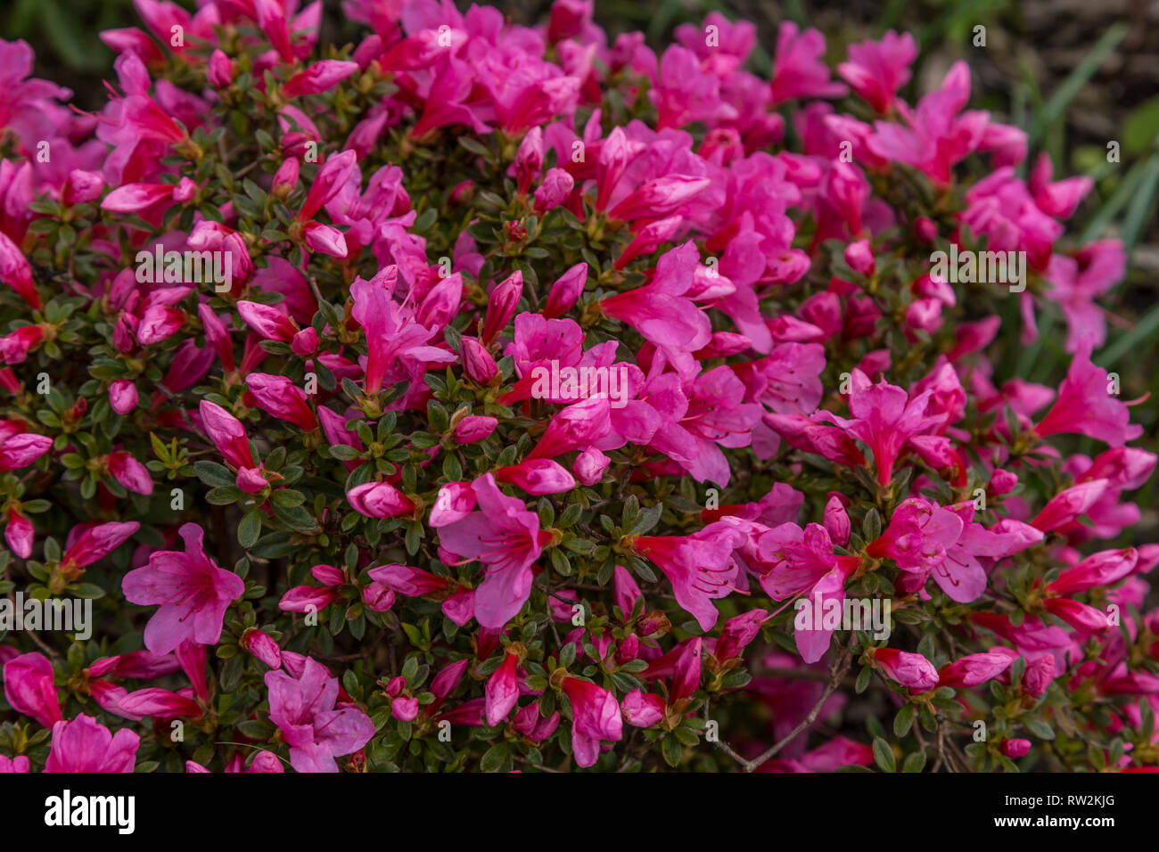 Un rosado profundo azalea arbusto en flor llena. Foto de stock