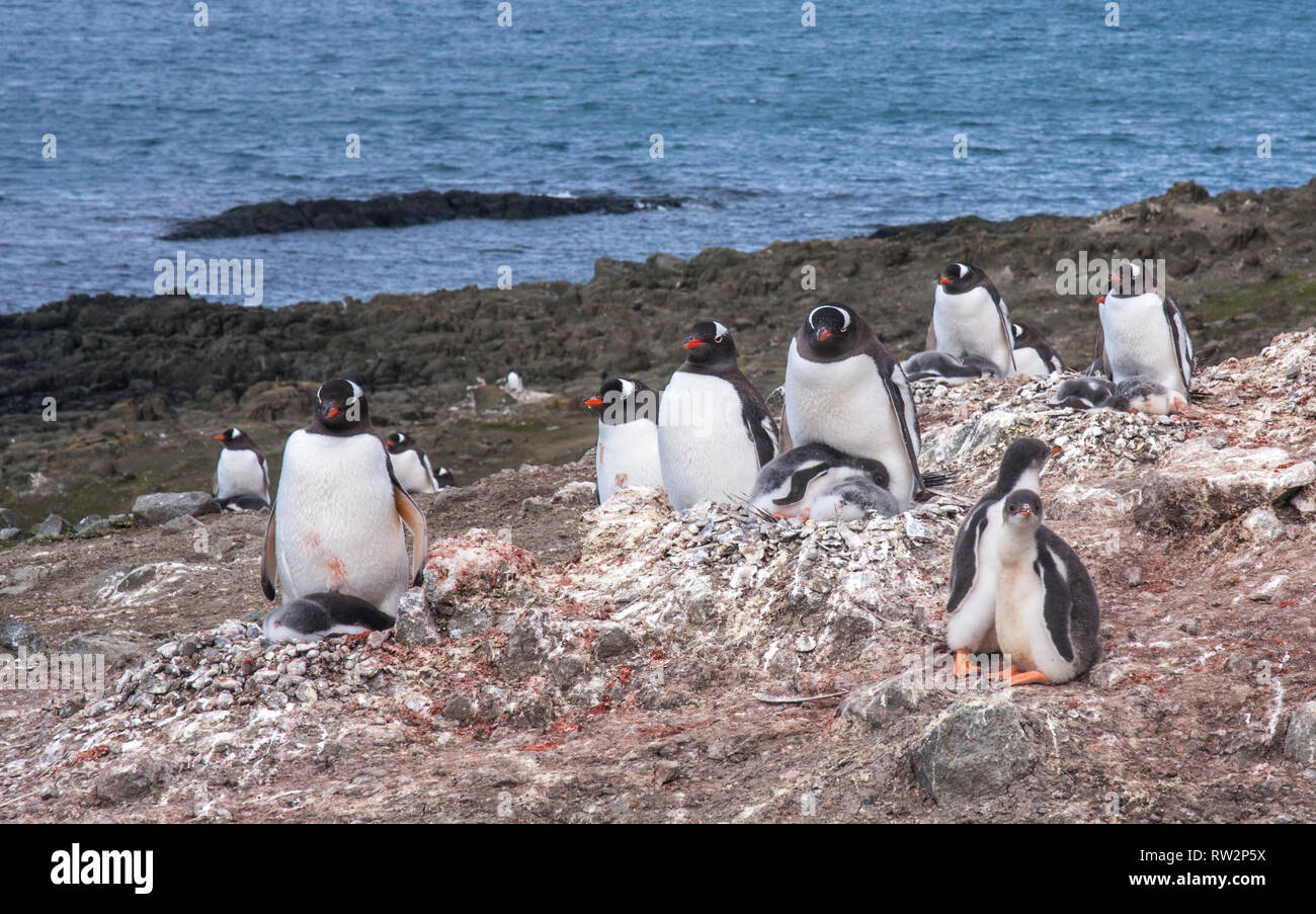 Nidificación de pingüinos gentoo en la Antártica Foto de stock