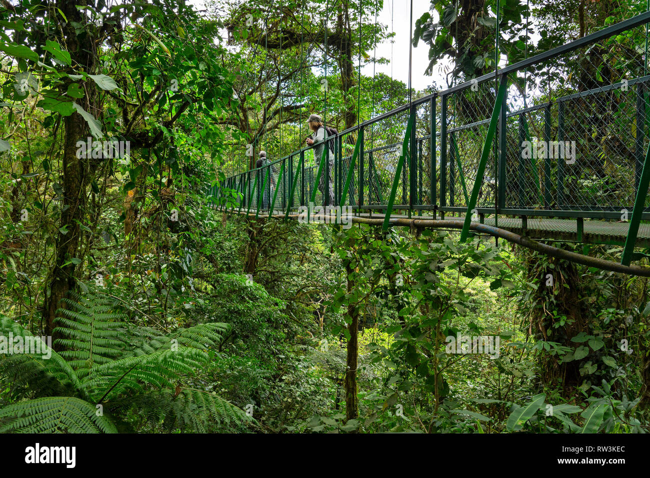 Turista sobre puente colgante caminando en el bosque nuboso de Monteverde, Costa Rica, Centroamérica Foto de stock