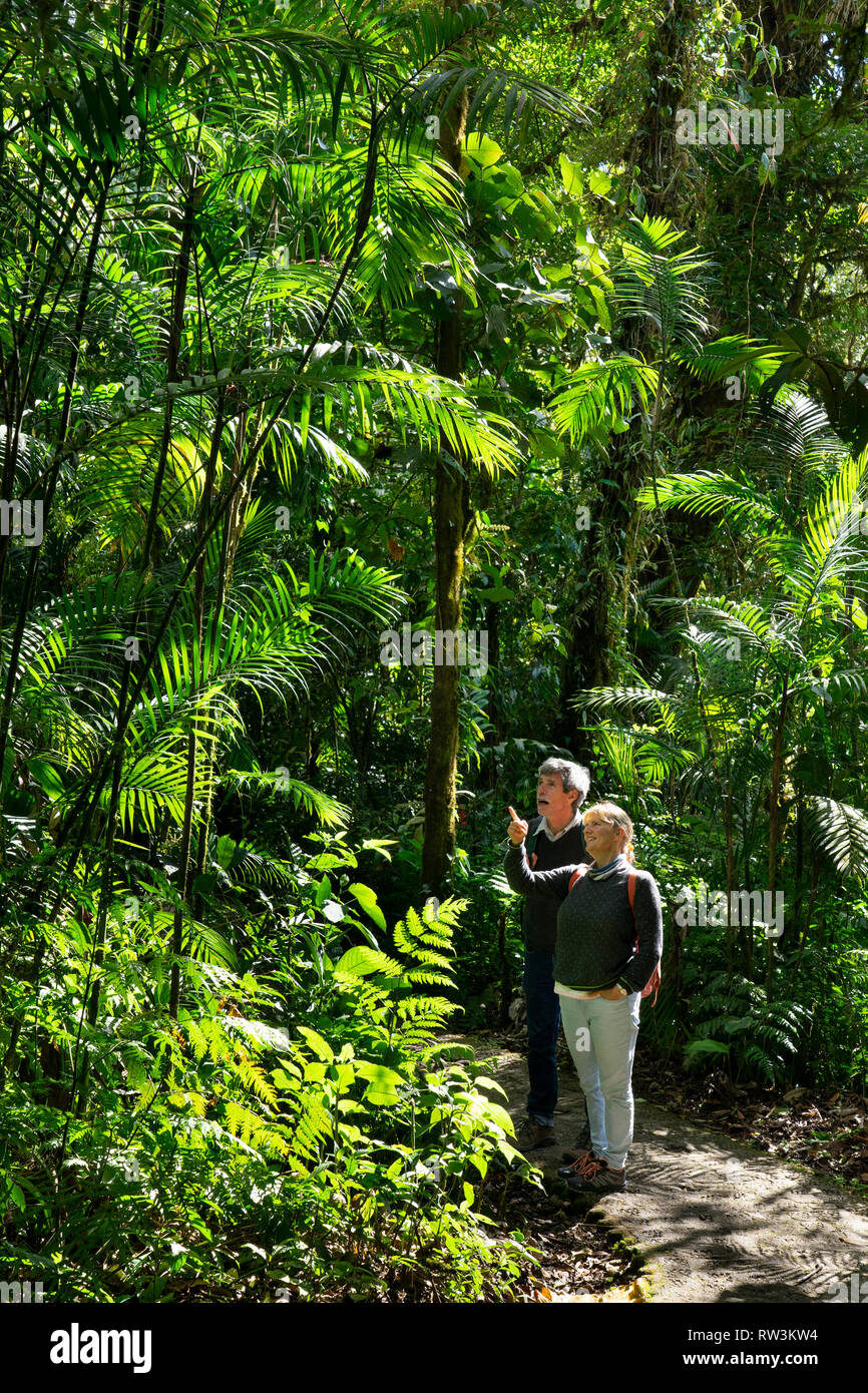 Los turistas de paseo por el bosque nuboso de Monteverde, Costa Rica, Centroamérica Foto de stock