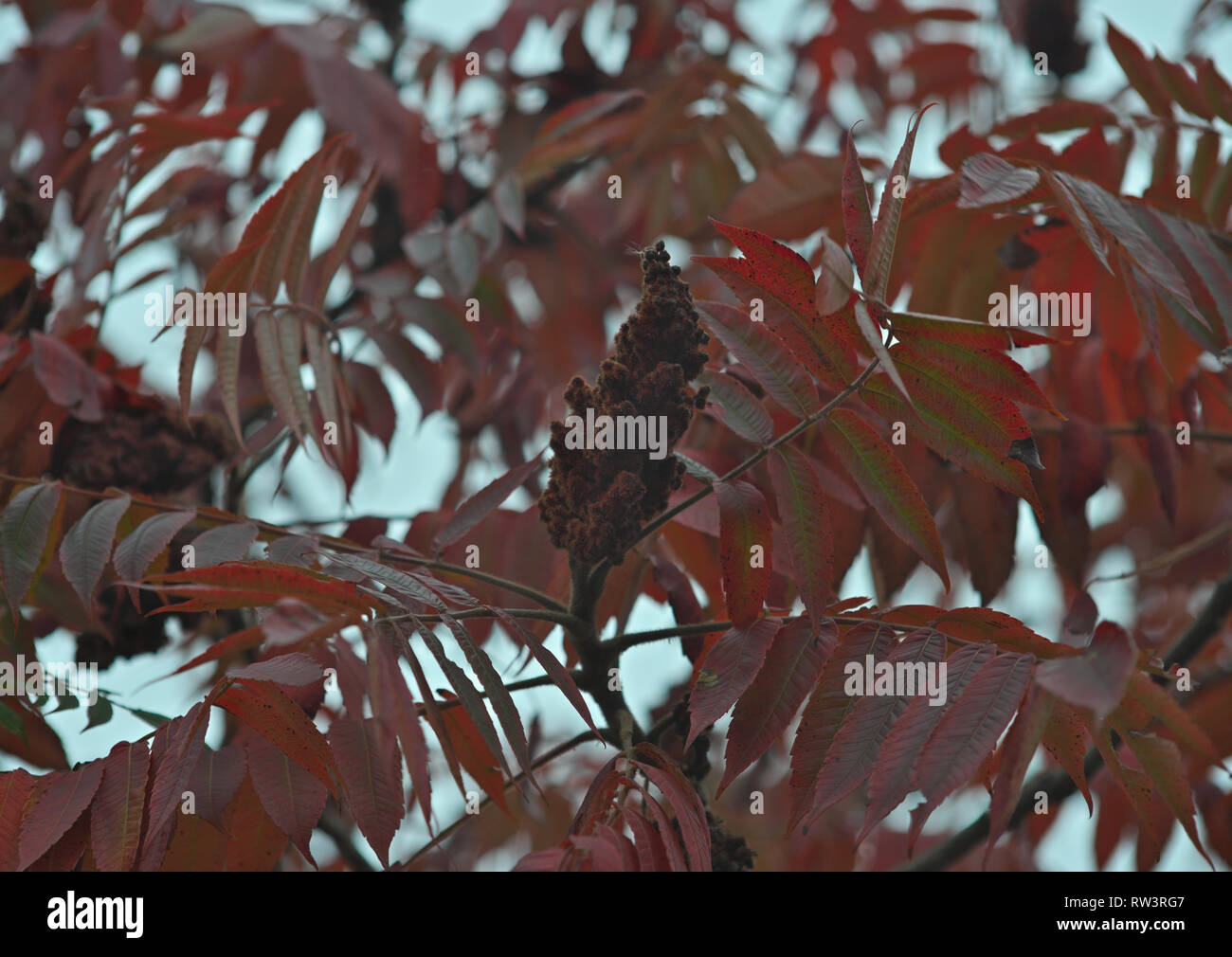 Zumaque Staghorn árbol con grandes flores de color rojo y hojas rojas, tiempo de otoño Foto de stock