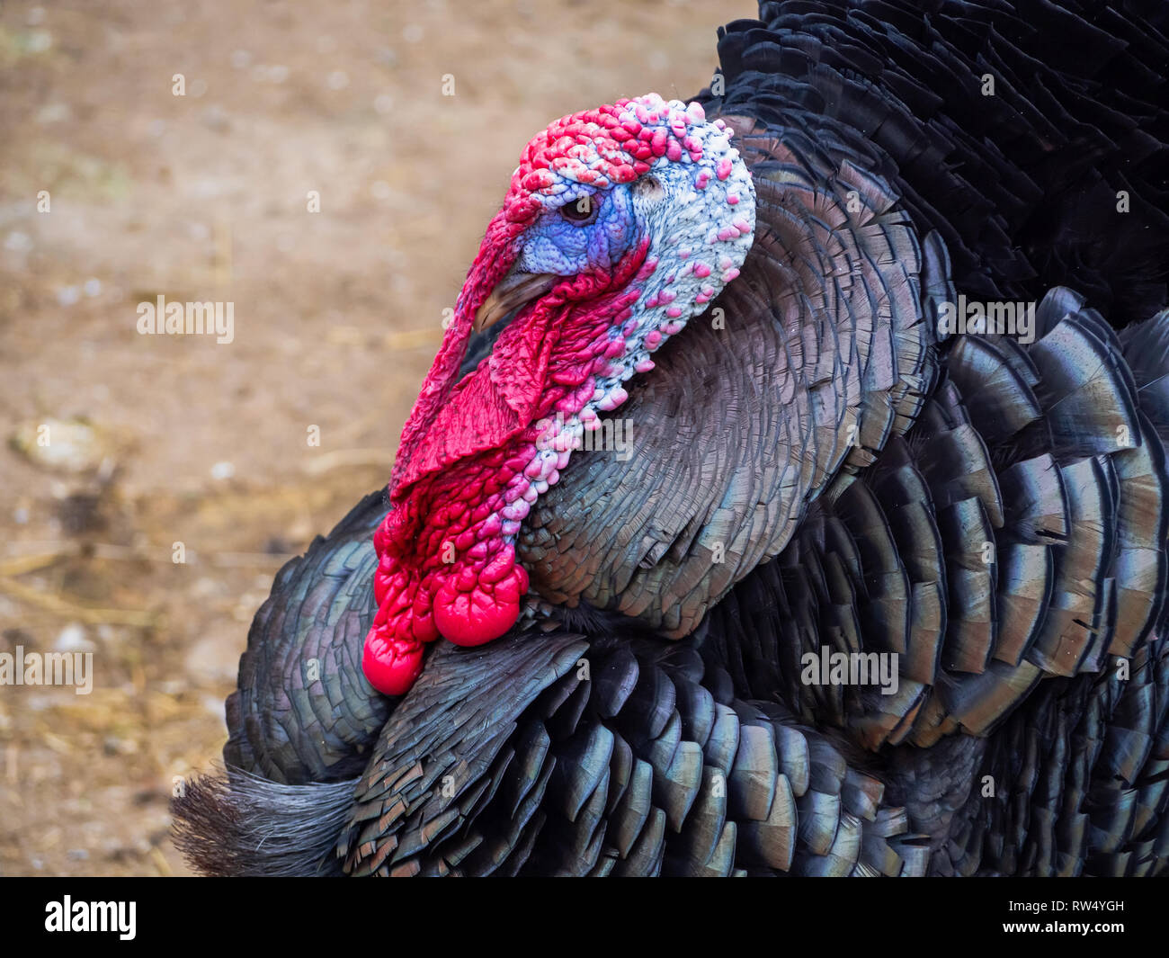 Moco de pavo fotografías e imágenes de alta resolución Alamy