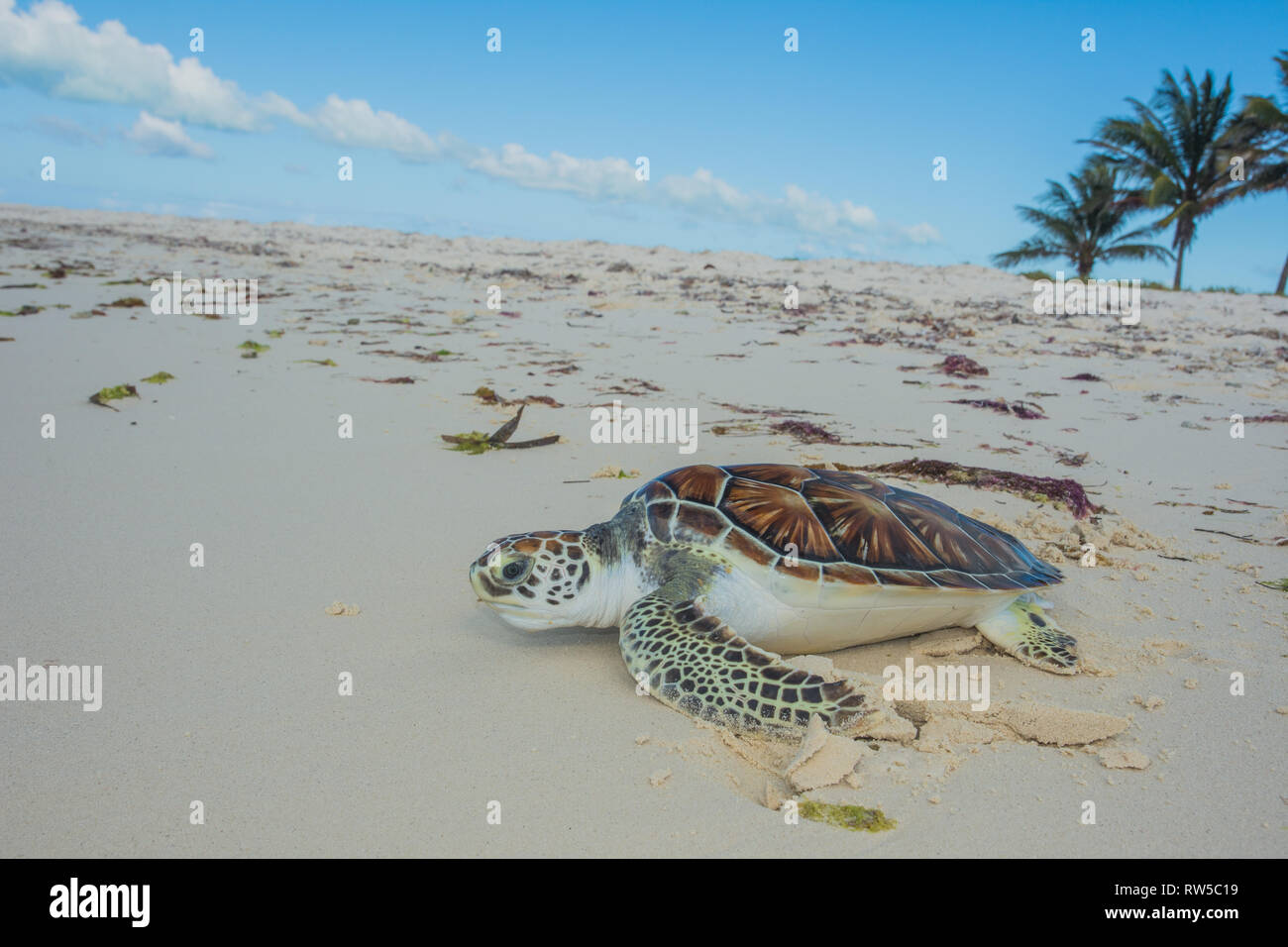 Close-up de tortuga de mar verde, Chelonia mydas, granja de tortugas, los Roques, Venezuela Caribe. Foto de stock
