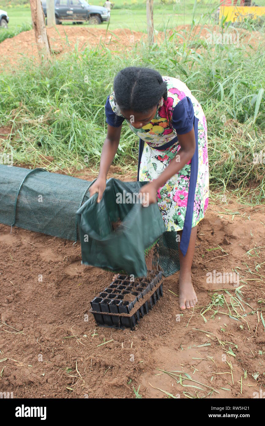 Jardinería en Zambia chica utilizando un compost riddle Foto de stock