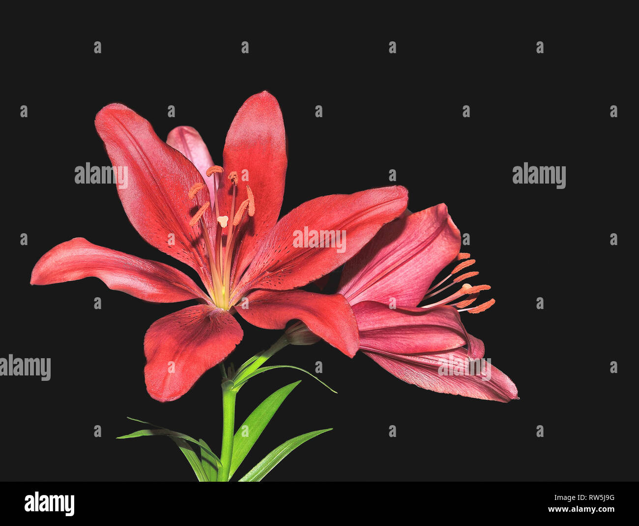 Flores de color rojo vino oscuro fotografías e imágenes de alta resolución - Alamy Flores de color rojo vino oscuro fotografías e imágenes de alta resolución - Alamy