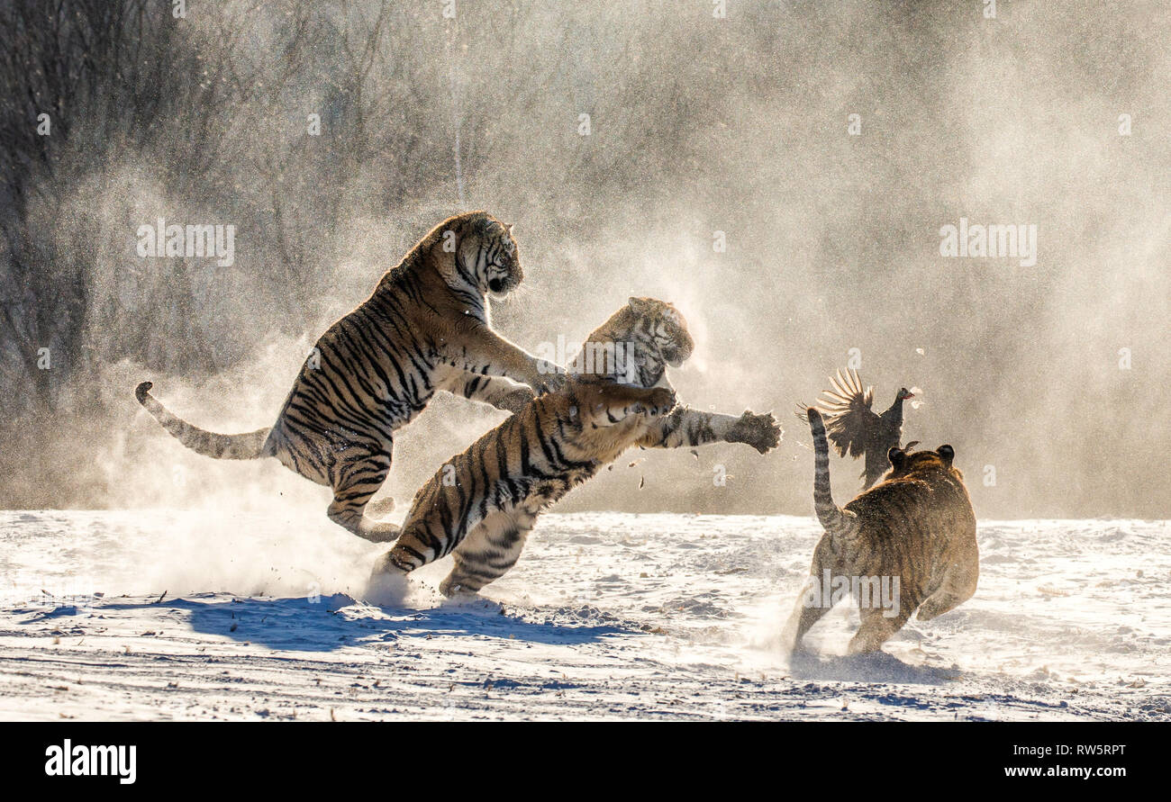 Los tigres siberianos en una nevada glade sus presas. Disparo muy