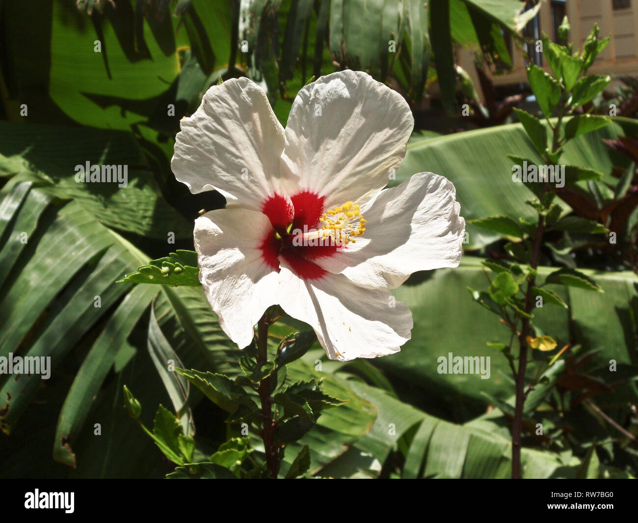 Flor de hibisco hawaiano Foto de stock