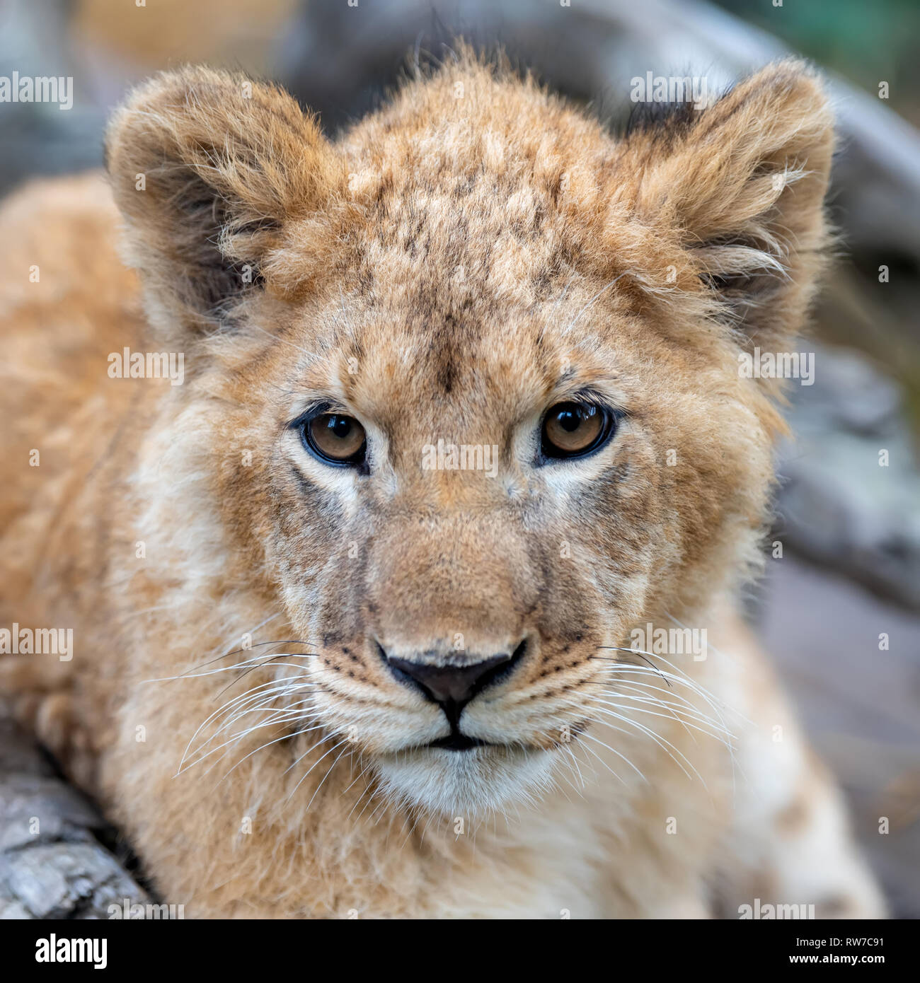 Cerrar cachorro de león en la época de primavera en vertical Foto de stock