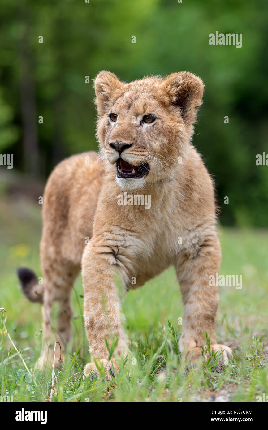Cerrar cachorro de león en la época de primavera en vertical Foto de stock