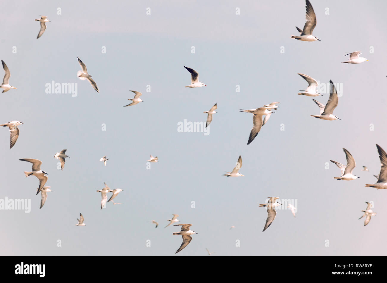 Grupo de aves volando, tonos vintage en colores pálidos. Bandada de aves de color blanco. Foto de stock