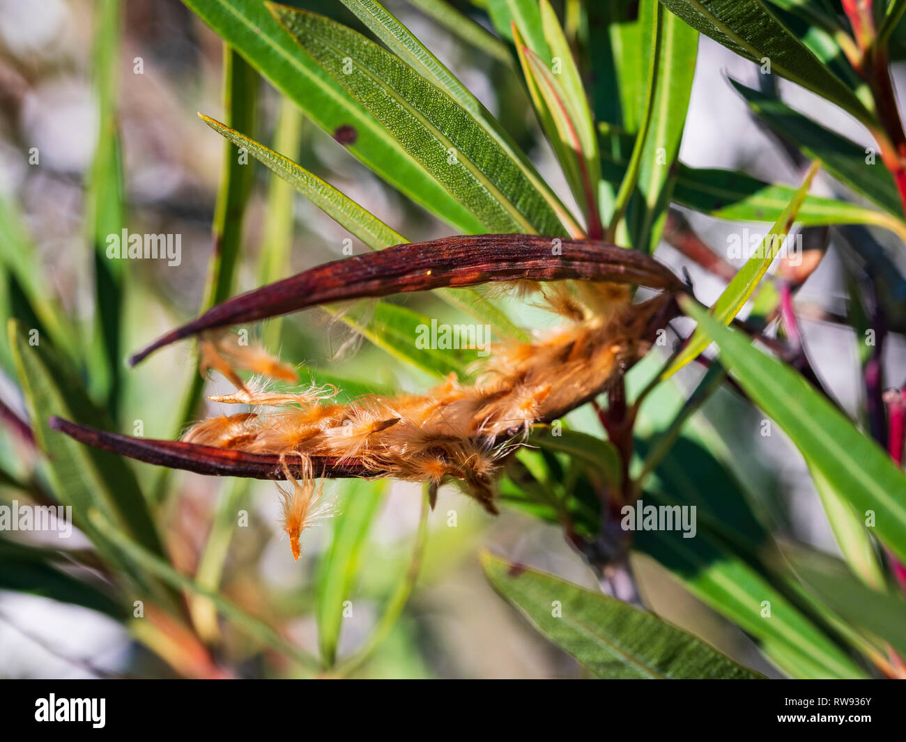 Nerium oleander. Las semillas rodeadas de pelos surgen de una fruta