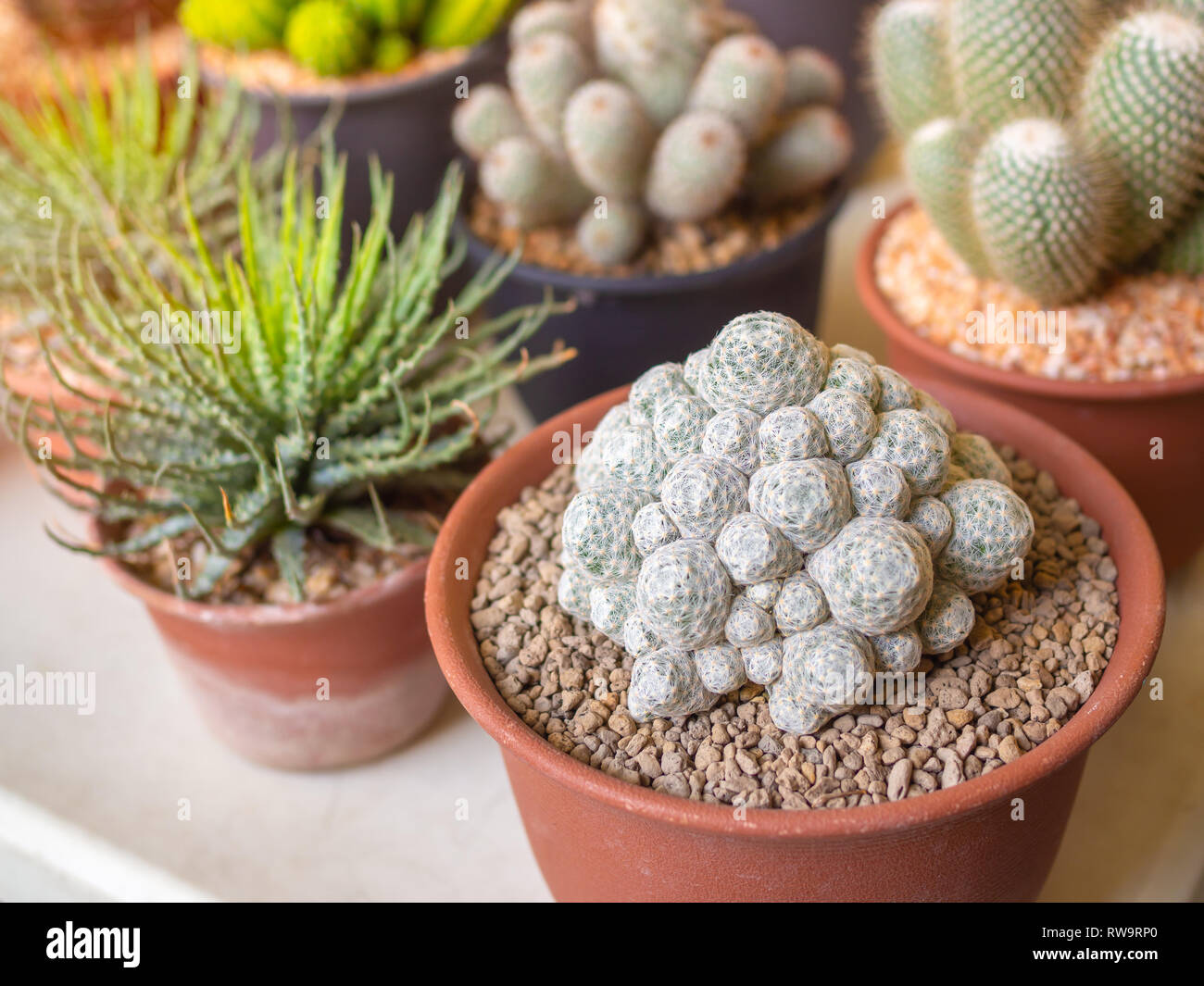 de varias pequeñas plantas de cactus y suculentas en de plástico blanco en la Fotografía de - Alamy