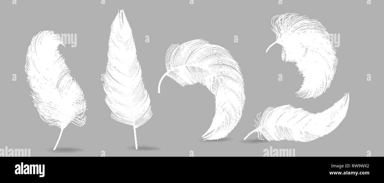54 imágenes, fotos de stock, objetos en 3D y vectores sobre Angel feather  leaf plumage plume