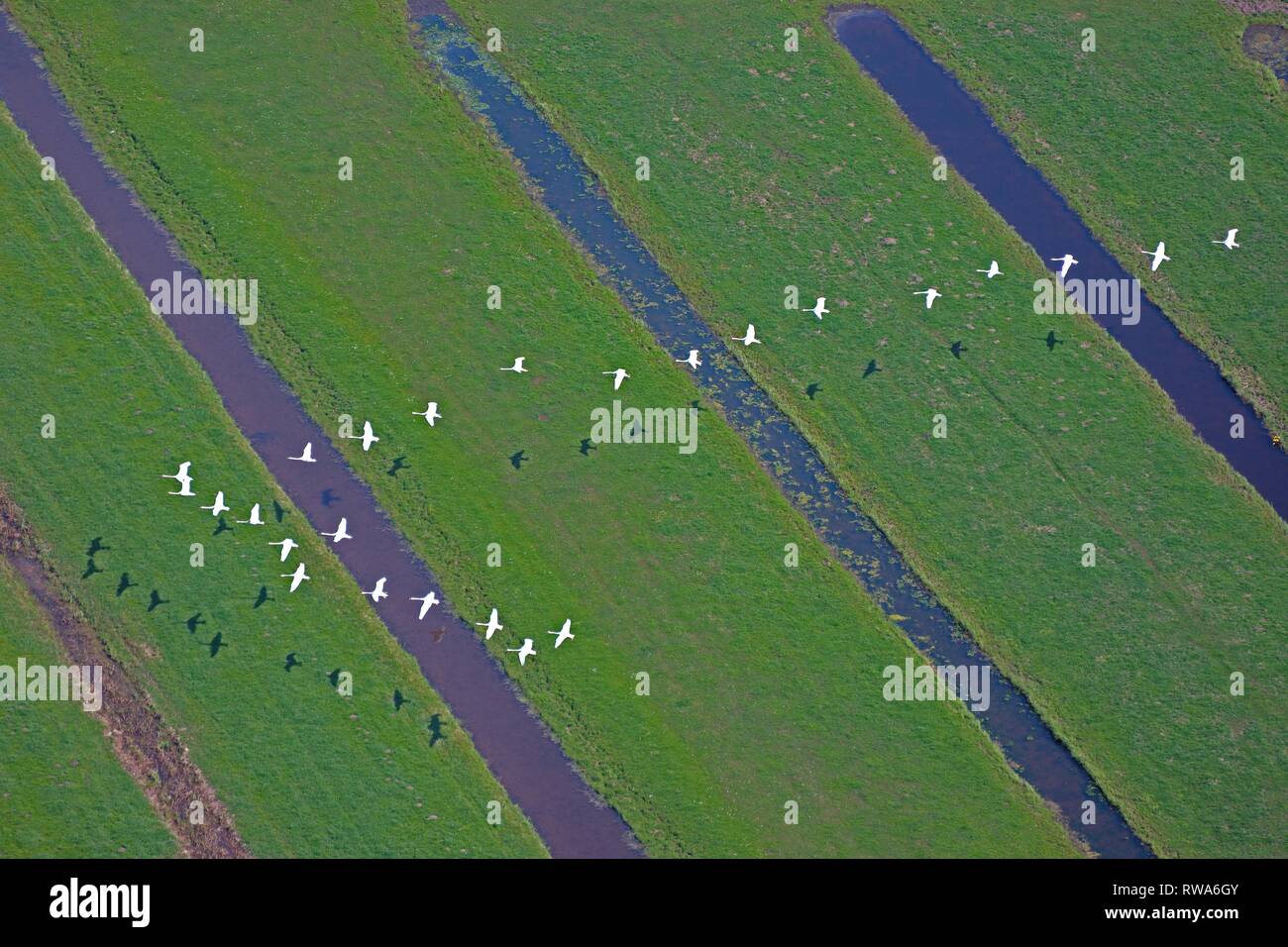 Vista aérea, la migración de las aves de cisnes (Cygnini), vuelo en formación, Hamburgo, Alemania. Foto de stock