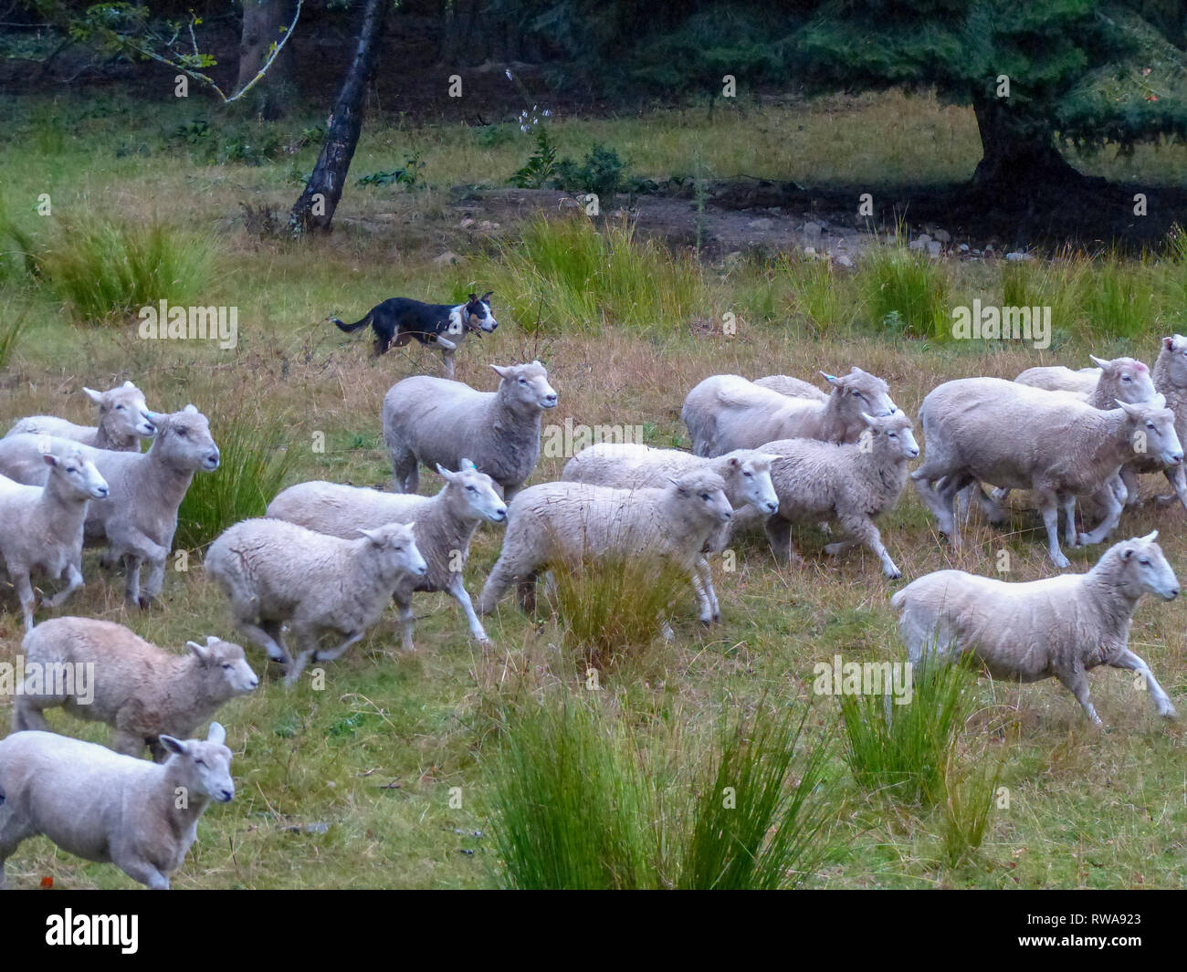 Pastor ovejero y pastoreando ovejas. Fotografiado cerca de Christchurch, Nueva Zelanda Foto de stock
