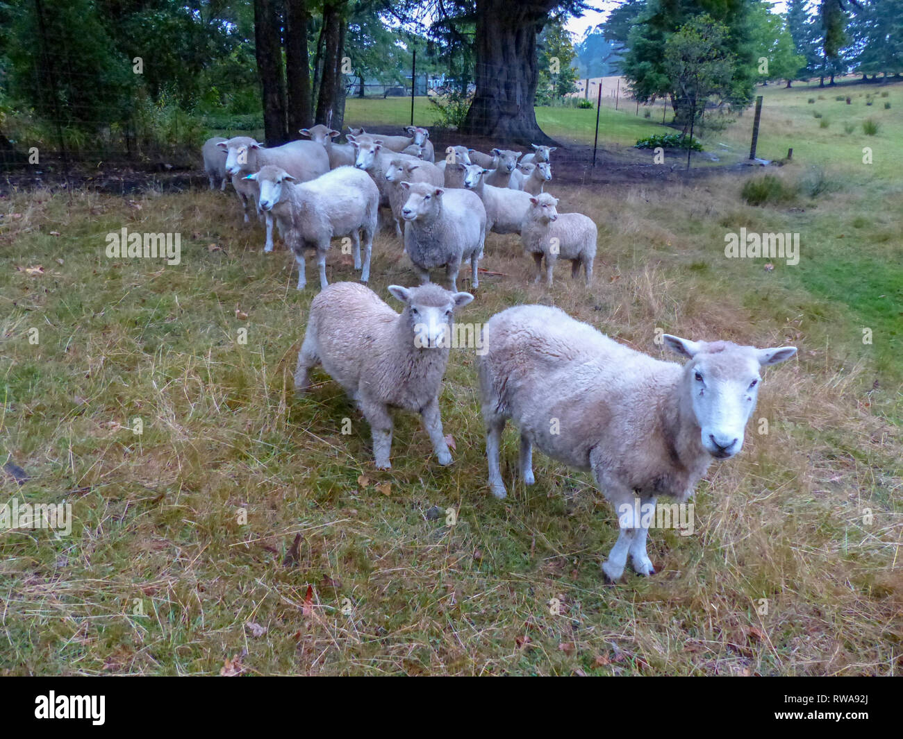 Pastor ovejero y pastoreando ovejas. Fotografiado cerca de Christchurch, Nueva Zelanda Foto de stock