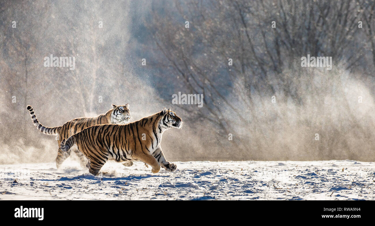 Los tigres siberianos en una nevada glade sus presas. Disparo muy