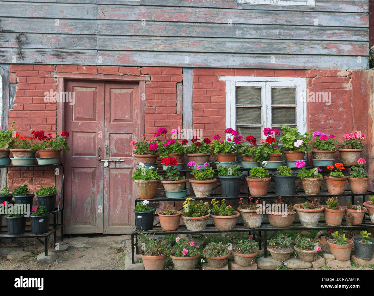 Las macetas con plantas y flores que crecen fuera de una zona rural de  ladrillos y madera con una puerta de cabina Fotografía de stock - Alamy