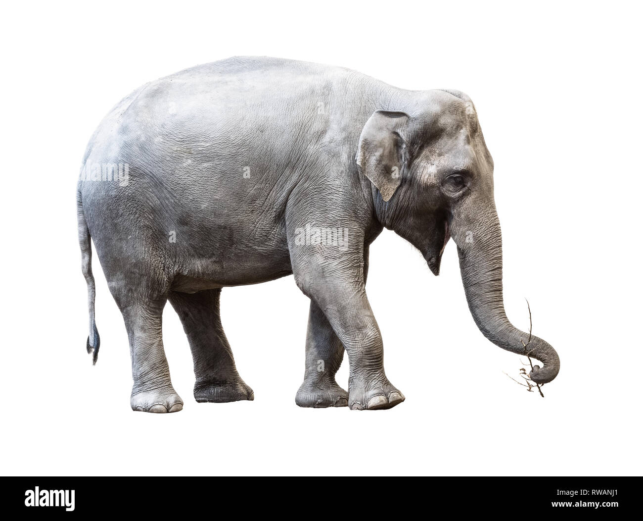 Elephant sosteniendo un palo sobre fondo blanco. Foto de stock