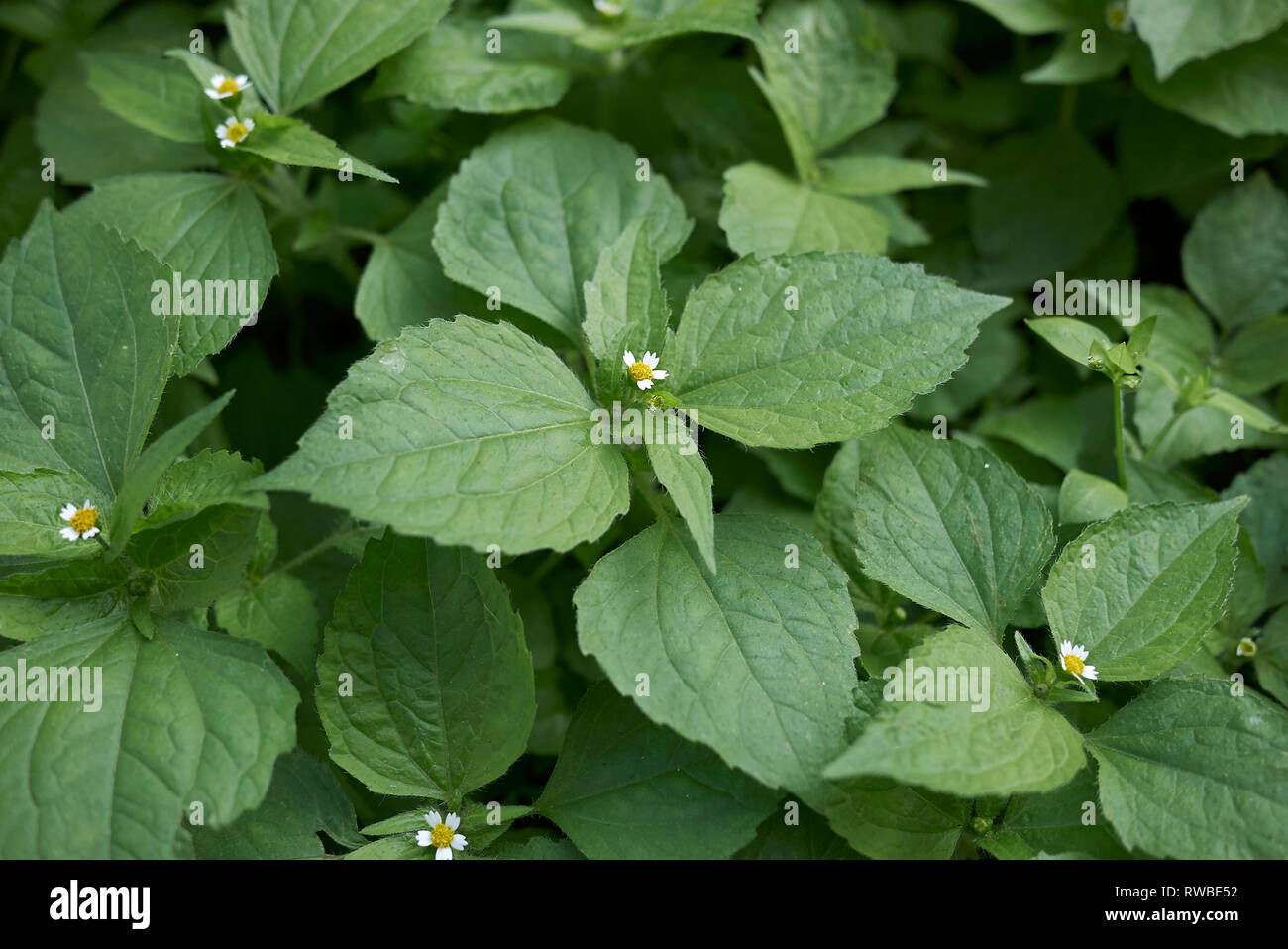 Galinsoga quadriradiata plantas cerrar Foto de stock