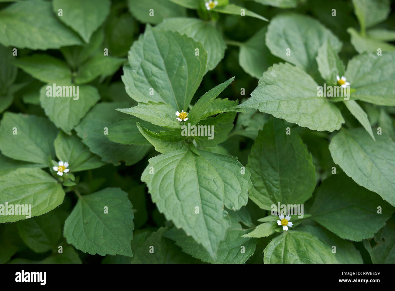 Galinsoga quadriradiata plantas cerrar Foto de stock