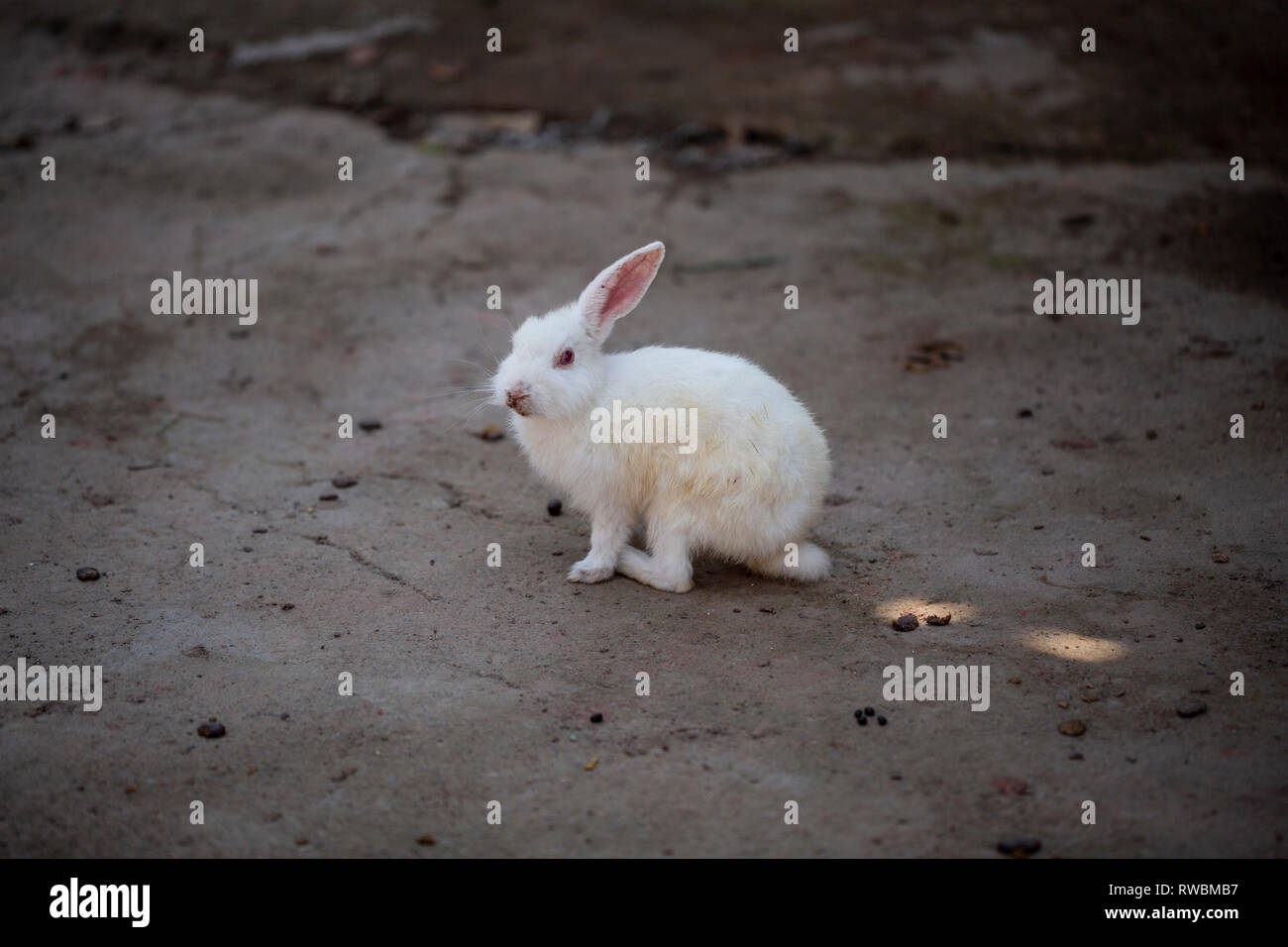 Un conejo blanco en la Isla de Ross. Son muy mansos y fáciles de identificar. Foto de stock